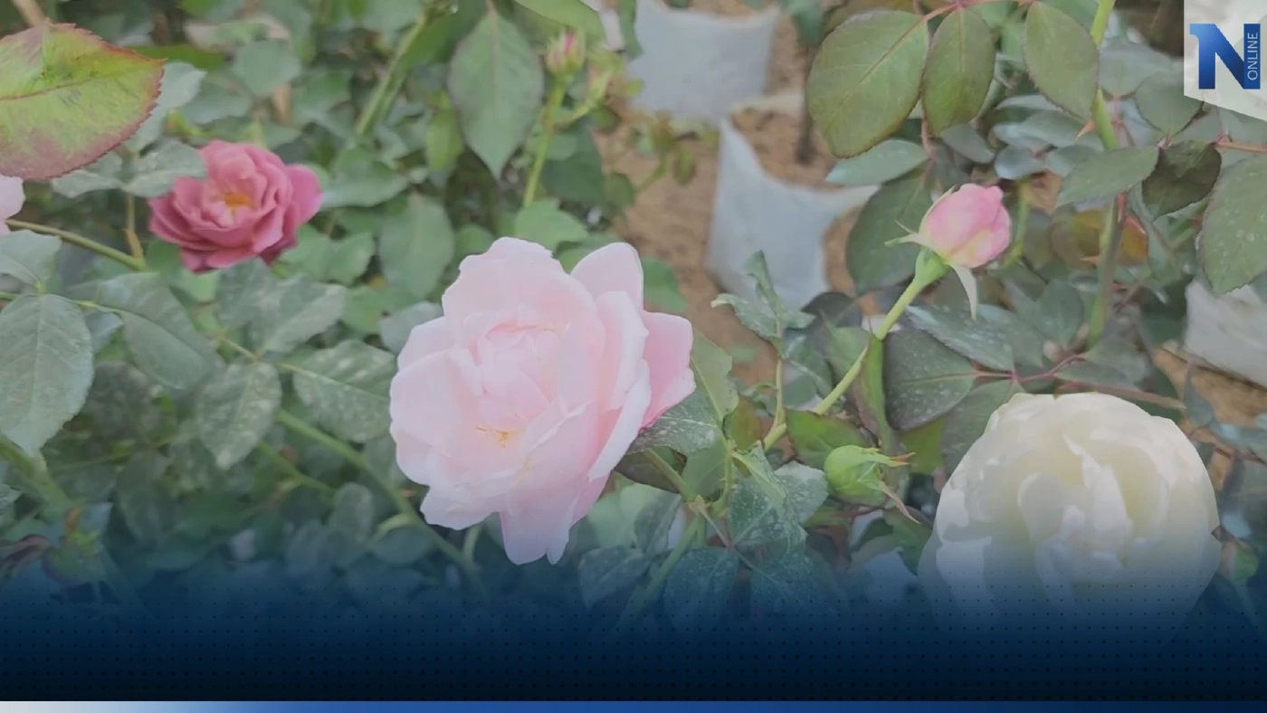 กุหลาบภูเรือออเดอร์ทะลักรับวาเลนไทน์ขายดีจนส่งไม่ทัน