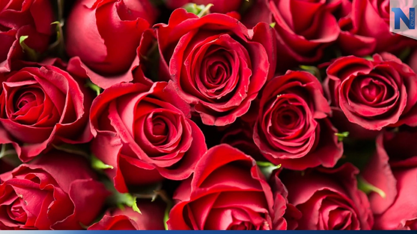เปิดความหมาย จำนวนดอกกุหลาบ สื่อถึงมุมมองความรักอย่างไรกันนะวิ   