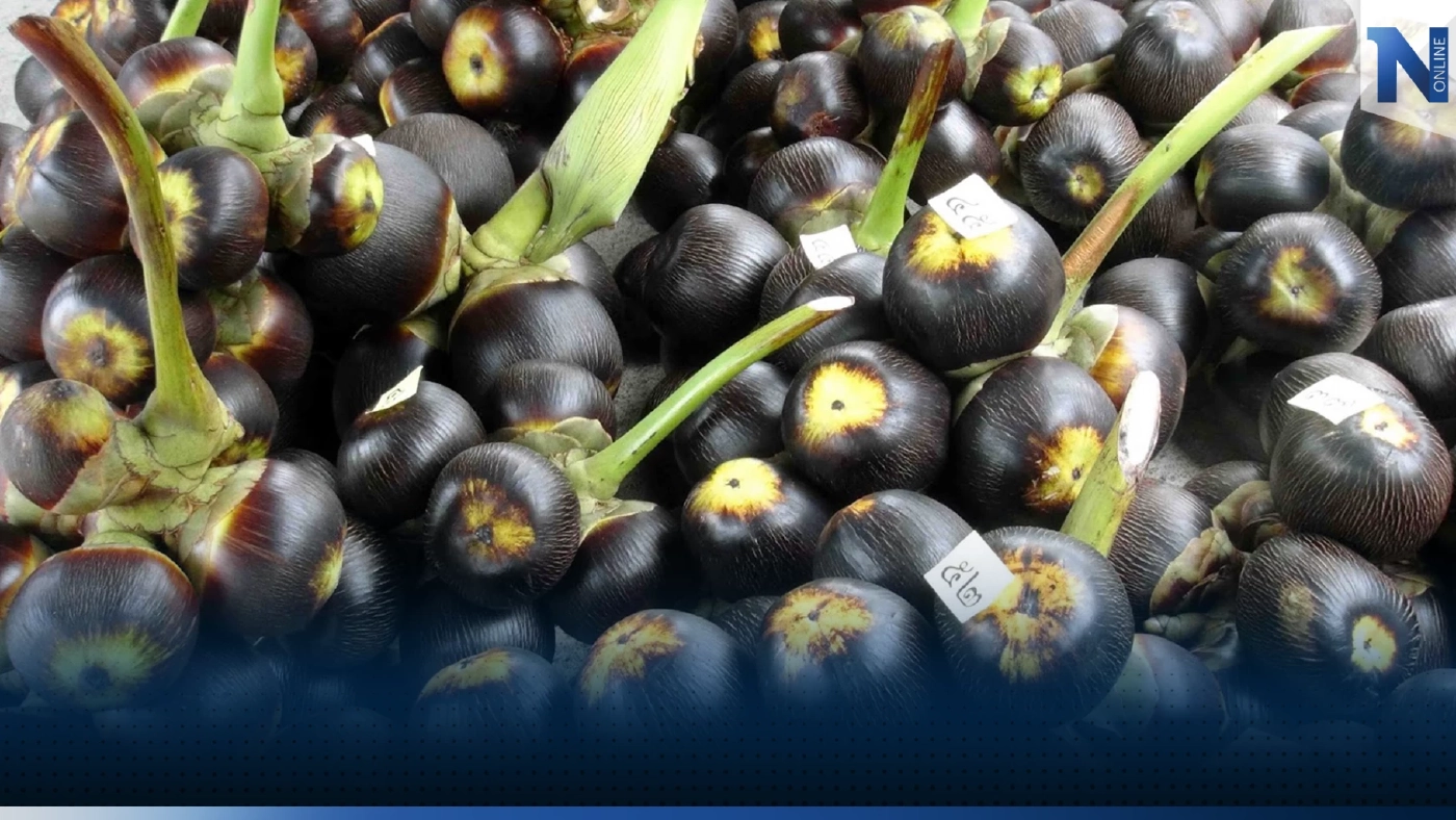 'เจลลี่ตาลโตนด' ของดีเมืองเพชร! คนรุ่นใหม่ชอบ