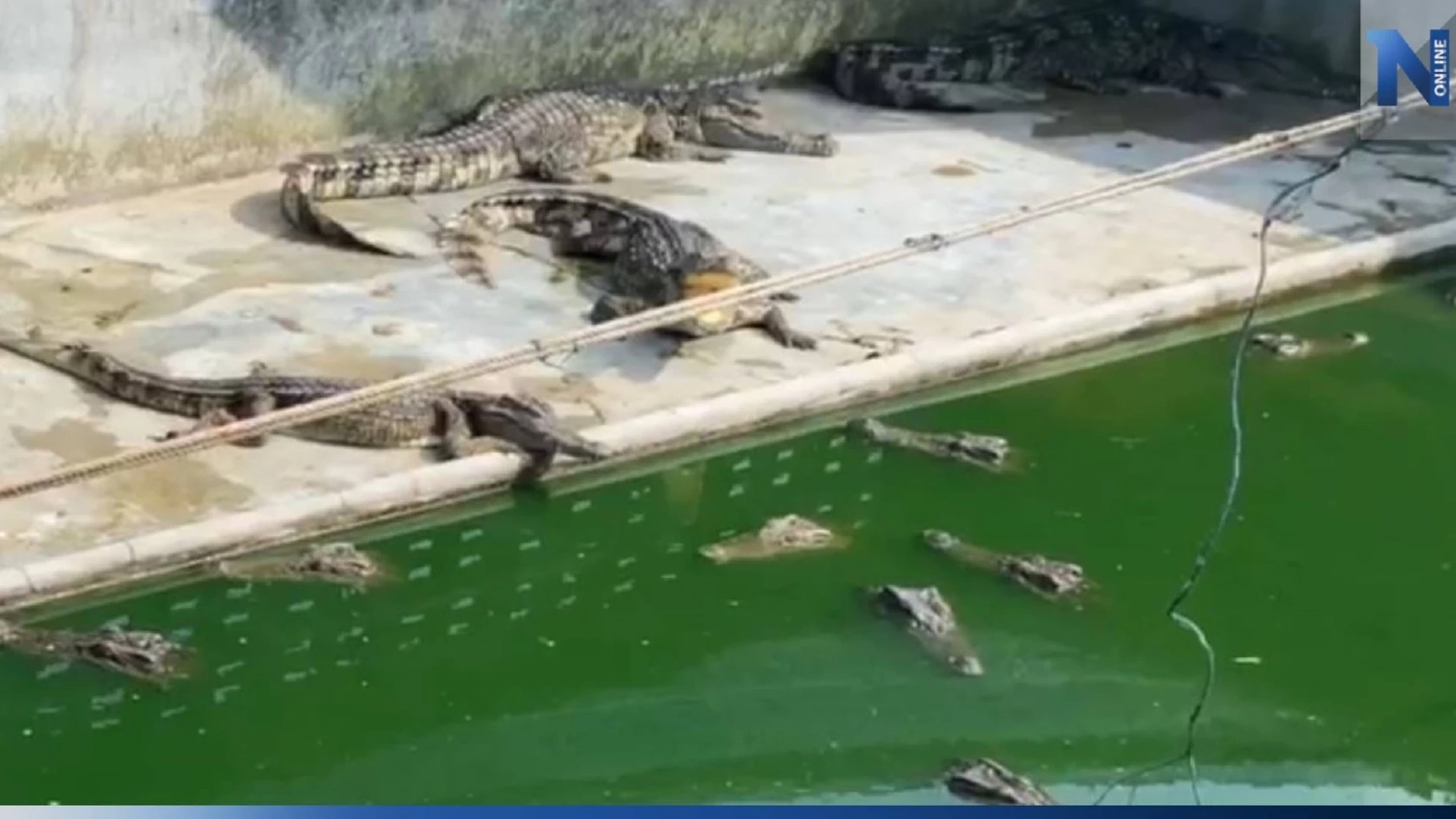 ชาวบ้านผวา จระเข้นับร้อยตัว ถูกทิ้งในบ่อเลี้ยง