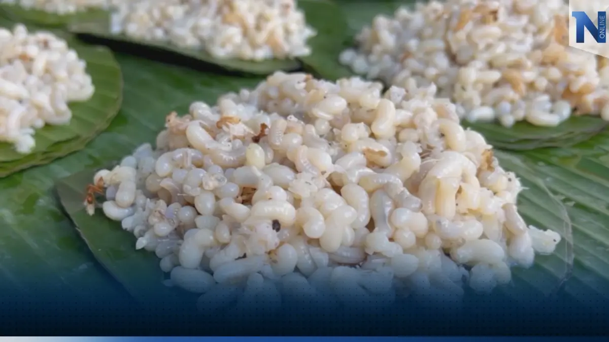 นักล่าออกล่า 'ไข่มดแดง' ทุกวันราคาพุ่ง 700 บาท/กิโลกรัม! นักล่าออกล่า 'ไข่มดแดง' ทุกวันราคาพุ่ง 700 บาท/กิโลกรัม!