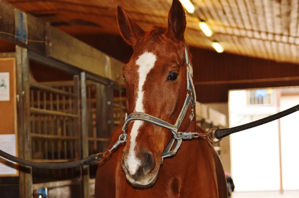 ไทยเตรียมประกาศปลอด "กาฬโรคแอฟริกาในม้า” ภายในปีนี้ ไทยเตรียมประกาศปลอด "กาฬโรคแอฟริกาในม้า” ภายในปีนี้