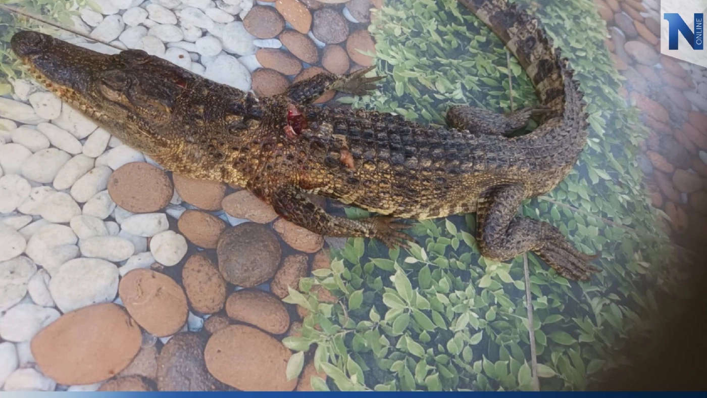 ชาวซองกาเลียผวา ดำน้ำยิงปลากลับได้จระเข้ กรมประมงลุยตรวจคาดถูกนำมาปล่อย