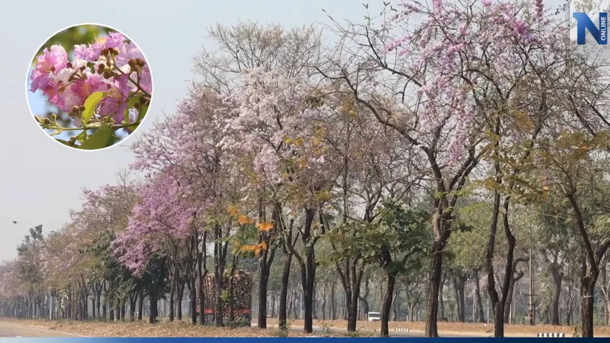 ดอกเสลา บานสะพรั่งม่วงสลับขาว อวดโฉมริมถนนสายพิษณุโลก-นครสวรรค์