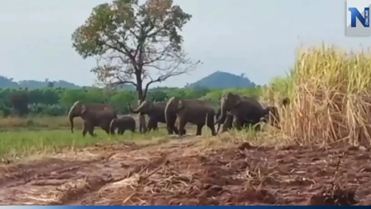 หนุ่มใหญ่บุรีรัมย์ เข้าป่าตัดอ้อย ถูกช้างป่าเตะสลบเหมือด