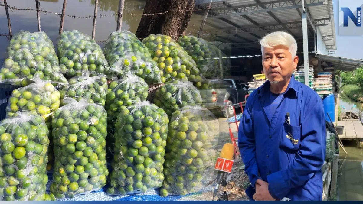 เกษตรกรสวนมะนาว วอนเห็นใจ ราคาแพง 2 เดือน แต่รายได้ต้องใช้เลี้ยงสวนทั้งปี