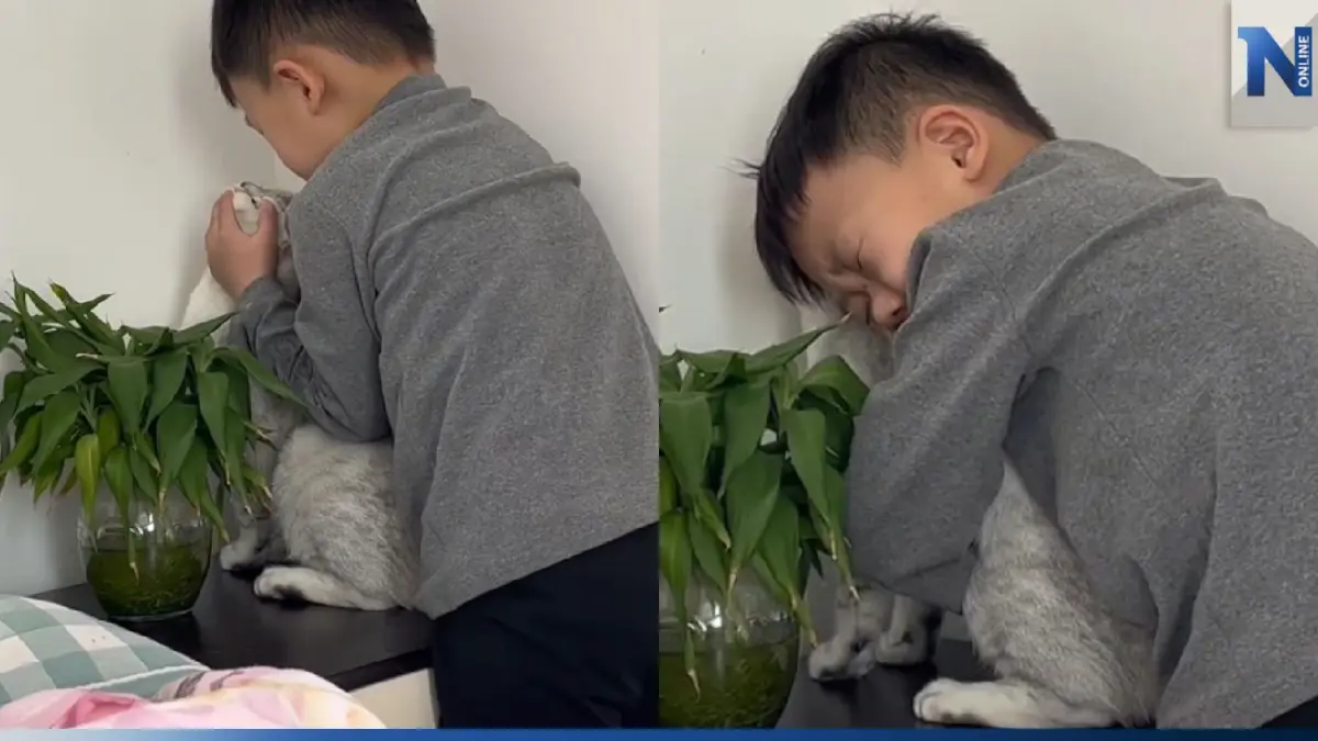 โซเชียลจีนเอ็นดูคลิปไวรัลเด็กน้อยอ้อนแมว "อย่าขนร่วงเลยนะ" (คลิป) โซเชียลจีนเอ็นดูคลิปไวรัลเด็กน้อยอ้อนแมว "อย่าขนร่วงเลยนะ" (คลิป)