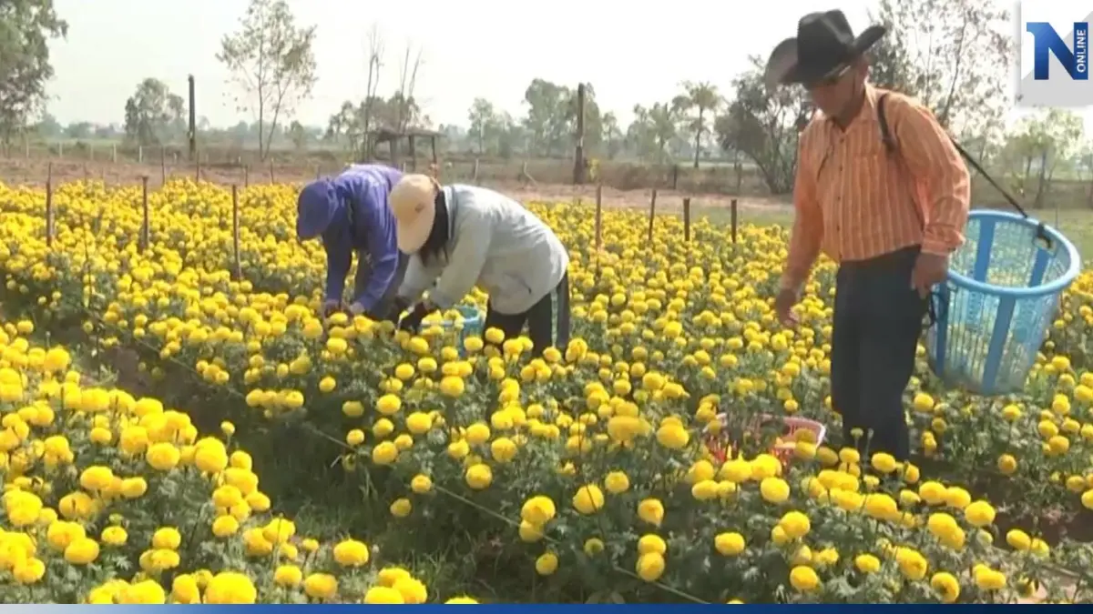 สุดปัง! กาฬสินธุ์พลิกผืนดินเสื่อมโทรม ปลูกดอกดาวเรืองขายดีรายได้งาม