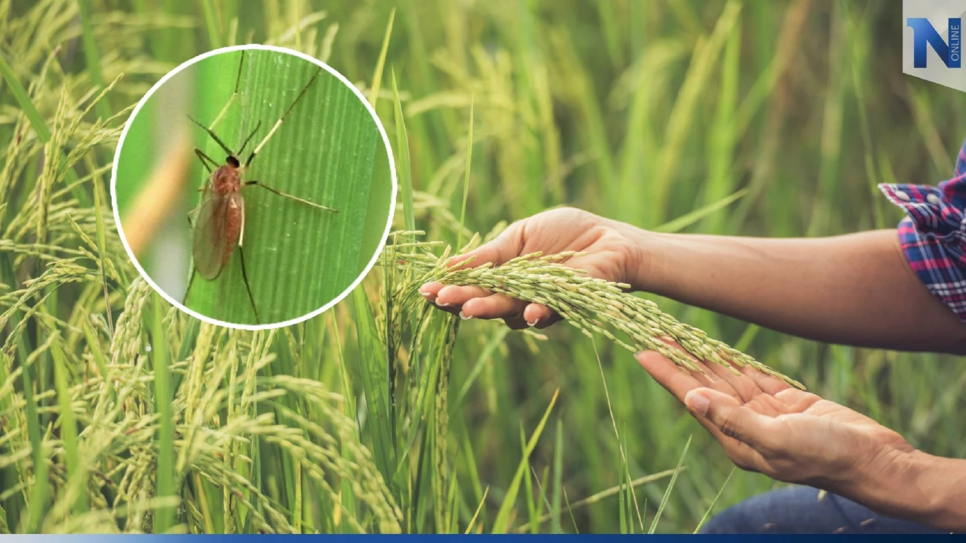 รู้จัก "แมลงบั่ว" ตัวร้ายทำลายข้าว ระบาดในช่วงอากาศชื้นเย็น