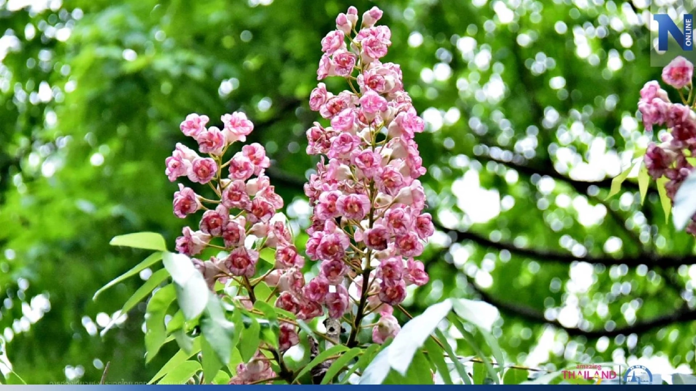 แห่ชม "ดอกชมพูภูคา" พันธุ์ไม้หายาก บานสะพรั่งอวดโฉมที่ อช.ดอยภูคา