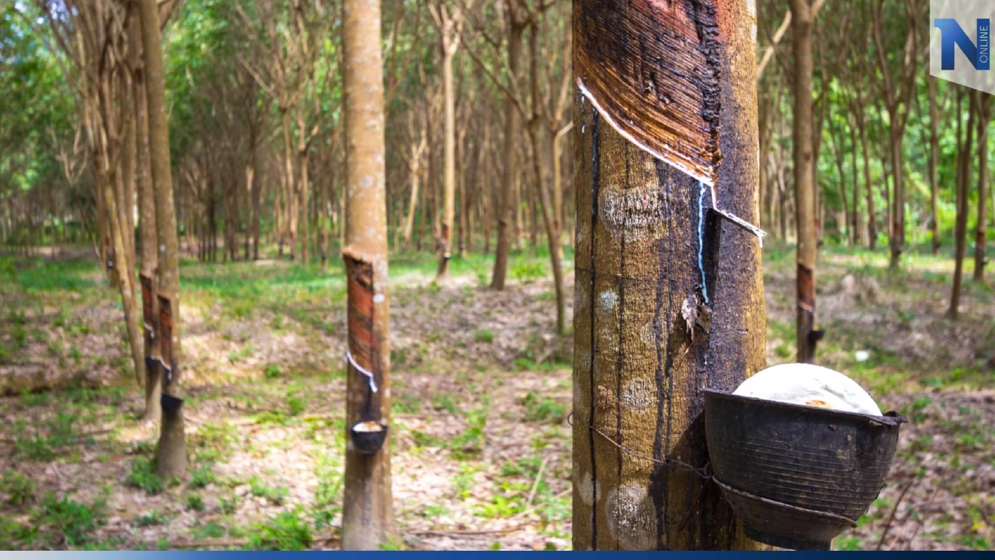 ชาวสวนยางเฮ! เตรียมจ่ายประกันรายได้ระยะ 4 งวดแรกในเดือนก.พ.นี้ ชาวสวนยางเฮ! เตรียมจ่ายประกันรายได้ระยะ 4 งวดแรกในเดือนก.พ.นี้