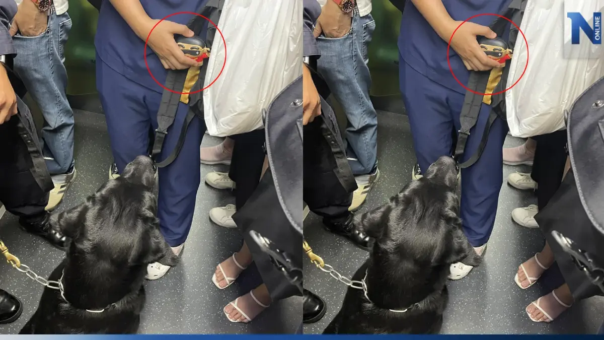ชาวเน็ตเอ็นดูความน่ารัก สุนัข K-9 อยากได้ตุ๊กตา จนเก็บทรงไม่อยู่