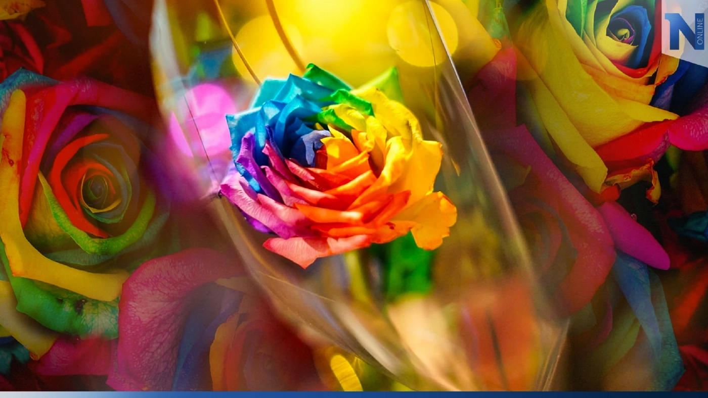 10 ความหมาย"ดอกกุหลาบ"สุดฟินรับ “วันวาเลนไทน์” 10 ความหมาย"ดอกกุหลาบ"สุดฟินรับ “วันวาเลนไทน์”