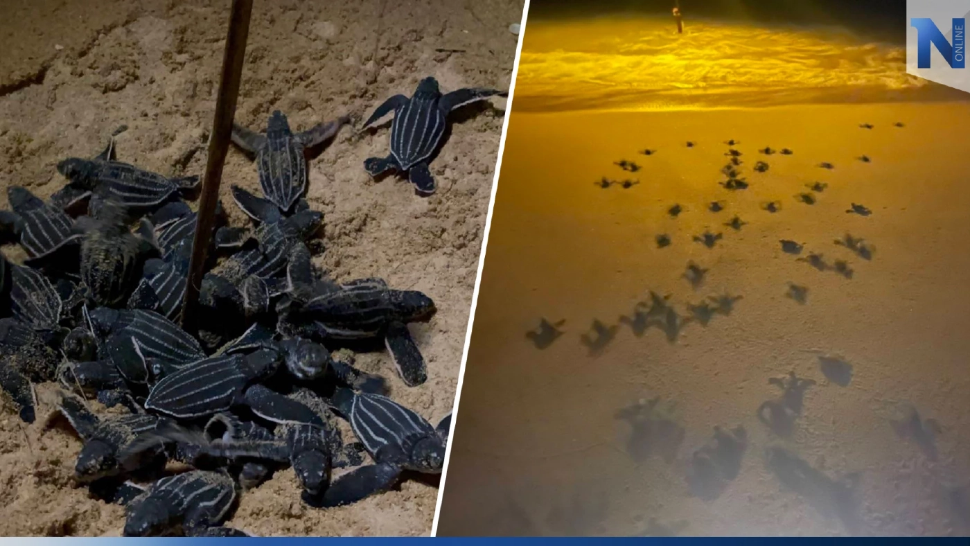 เปิดคลิป "ลูกเต่ามะเฟือง"รังที่ 4 คลานขึ้นจากหลุมฟัก หาดบางขวัญ จ.พังงา เปิดคลิป "ลูกเต่ามะเฟือง"รังที่ 4 คลานขึ้นจากหลุมฟัก หาดบางขวัญ จ.พังงา