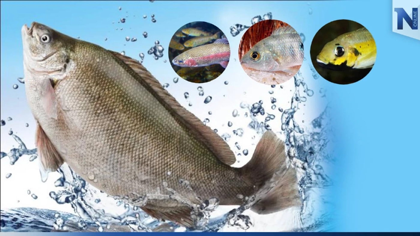 เปิด “เอเลียนสปีชีส์” 13 สายพันธุ์สัตว์น้ำ ห้ามนำเข้าไทย!