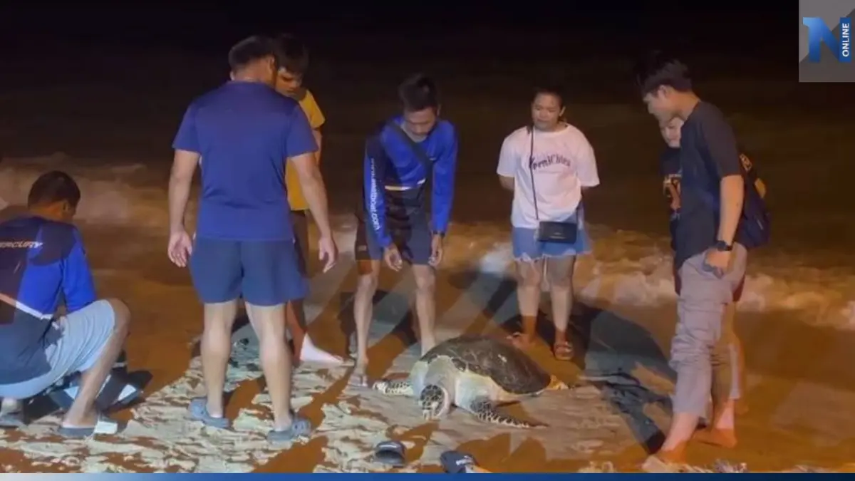 นทท.เศร้าใจ พบซากเต่าทะเลอายุกว่า 50 ปี ลอยเกยหาดพัทยา