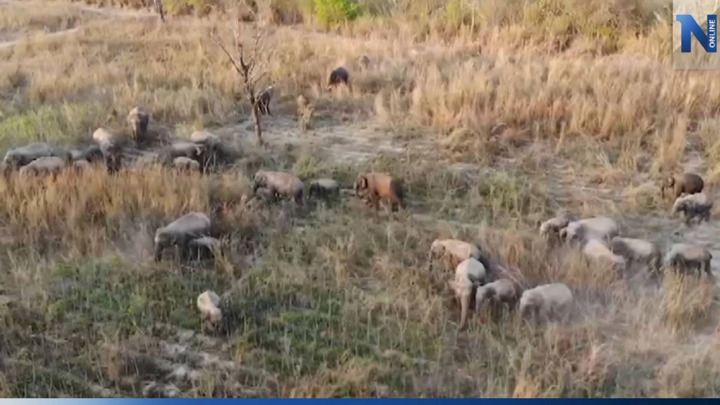 ผวา โขลงช้างป่าภูหลวง ลงมากินพืชไร่ชาวบ้าน เสียหายกว่า 100 ไร่ ผวา โขลงช้างป่าภูหลวง ลงมากินพืชไร่ชาวบ้าน เสียหายกว่า 100 ไร่