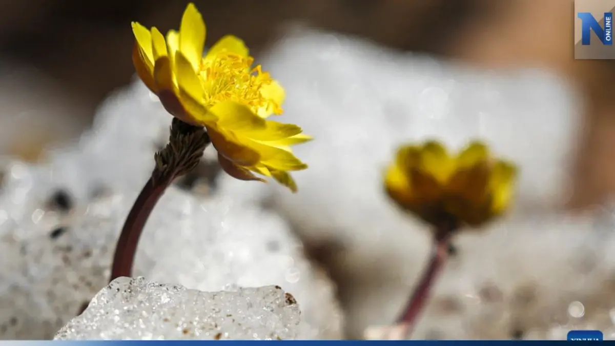 งดงามตระการตา!! ดอก adonis amurensis บานแล้วที่จีน งดงามตระการตา!! ดอก adonis amurensis บานแล้วที่จีน