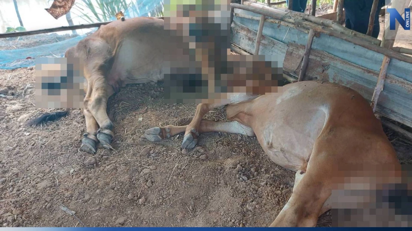 ฟ้าผ่าวัวตาย 5 ตัว เจ้าของโดนแรงสายฟ้ากระเด็น รอดหวุดหวิด