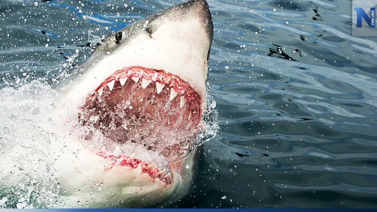 สะพรึง! วัยรุ่นบราซิลถูกฉลามกัดแขนขาด (คลิป)