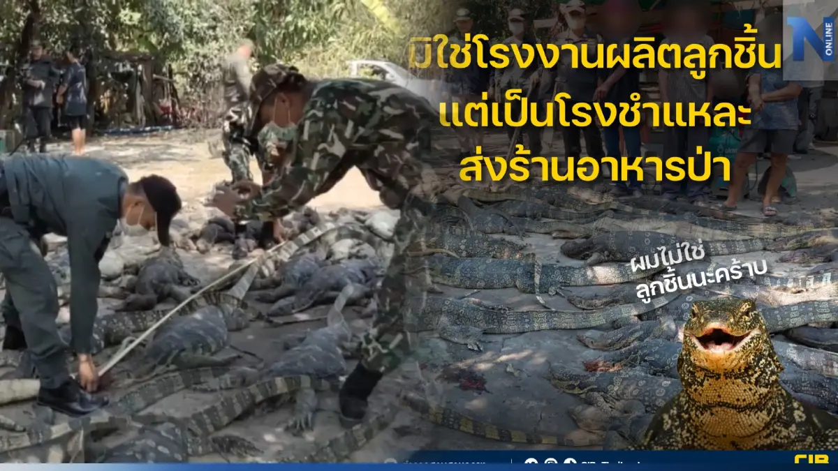 บช.ก. ยันบุกทลายโรงชำแหละตัวเงินตัวทอง ส่งร้านอาหารป่าไม่ใช่ทำลูกชิ้น