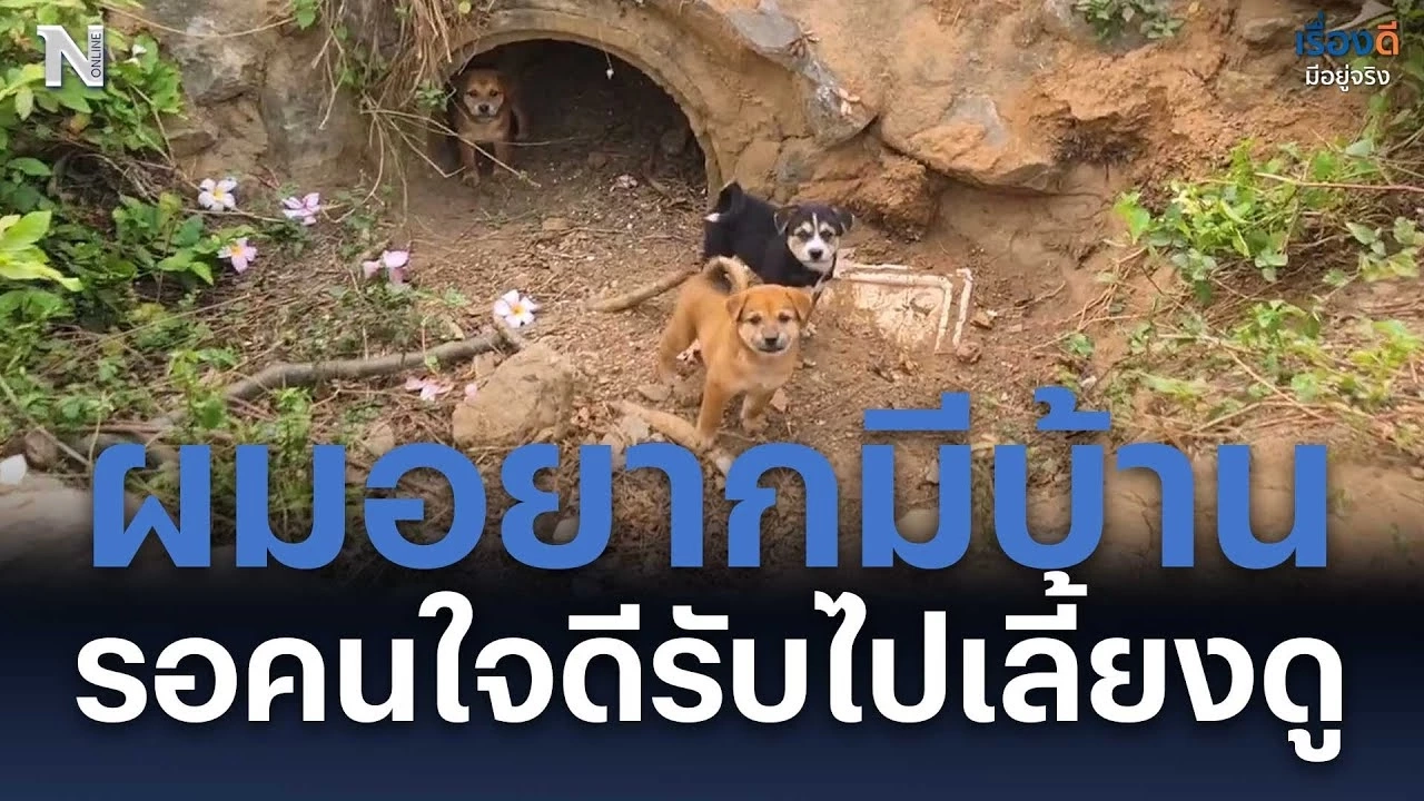 "ผมอยากมีบ้าน" หนุ่มโพสต์หาบ้านลูกสุนัขพันธุ์ไทย สุดน่ารัก 4 ตัว "ผมอยากมีบ้าน" หนุ่มโพสต์หาบ้านลูกสุนัขพันธุ์ไทย สุดน่ารัก 4 ตัว