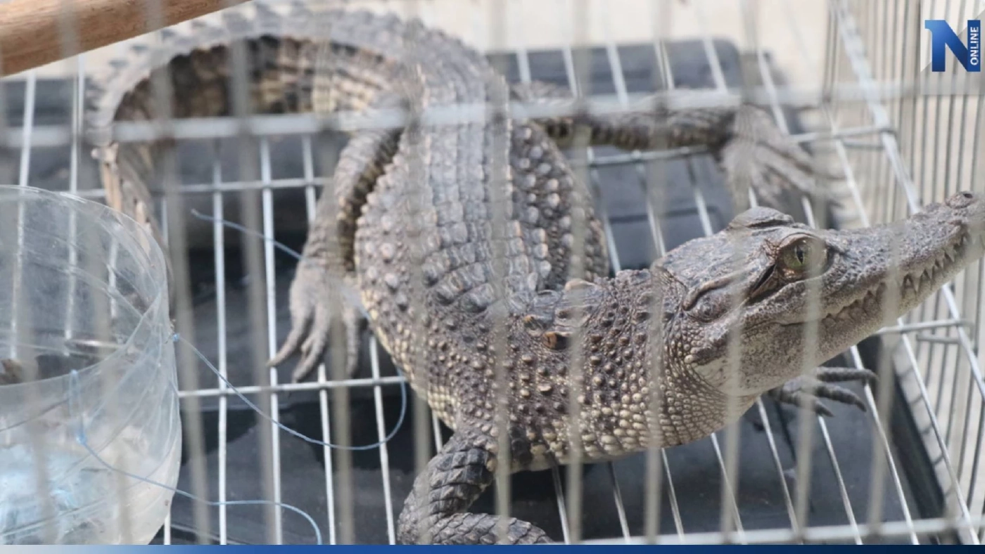 ผวา! หนุ่มตกปลาแต่ได้ "ลูกจระเข้" หวั่นมีตัวแม่