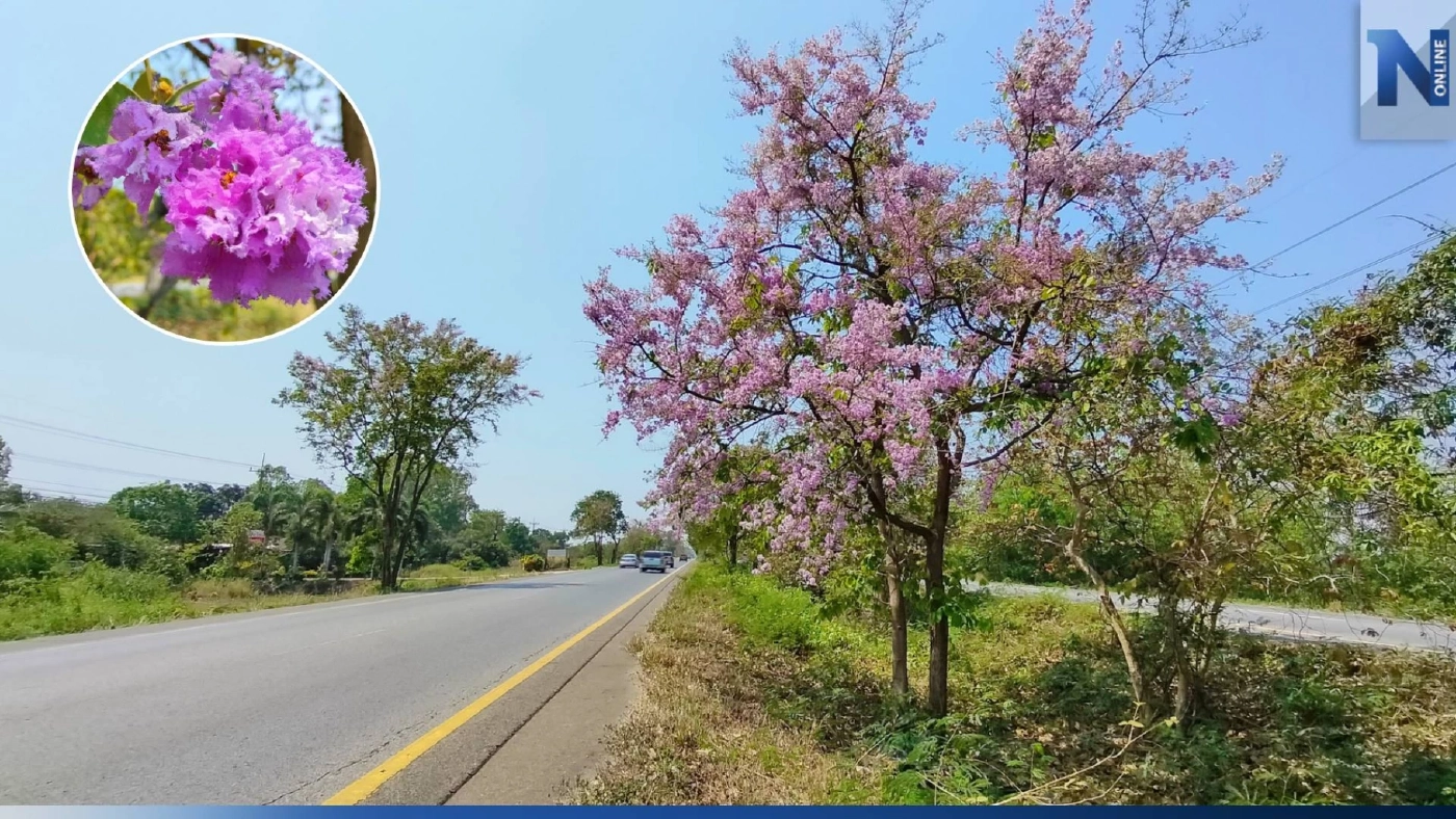 "ซากุระเมืองไทย" บานสะพรั่งเสริมความงดงามริมเส้นทาง 304