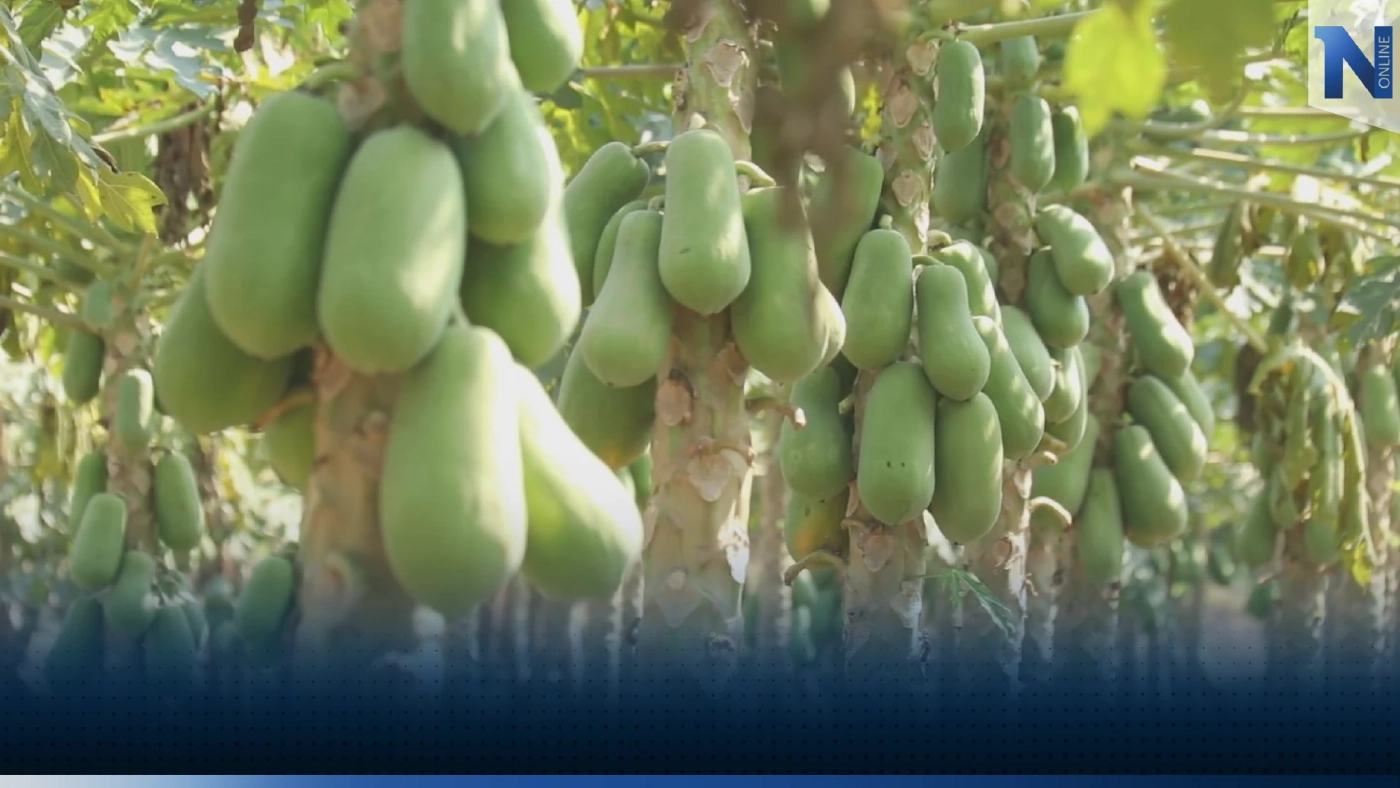 เกษตรกรพิจิตร ปลูก 'มะละกอ' รับเงินหลักแสนบาทต่อไร่!