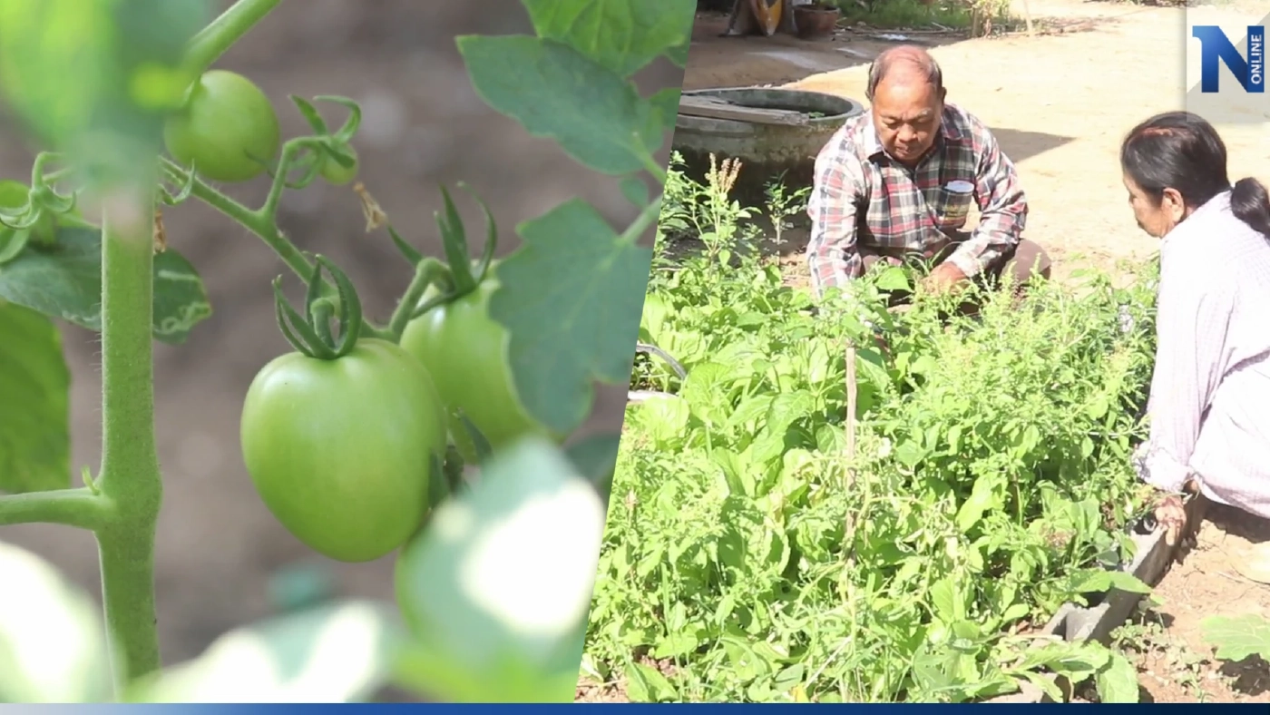 ชาวพิจิตร นำขยะเปียกปลูกผักสวนครัว ลดรายจ่ายและขยะในชุมชน