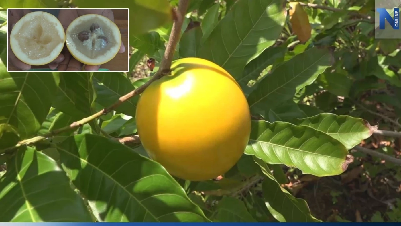 เปิดตัว "ผลไม้เอบิว" พืชเศรษฐกิจใหม่ภาคใต้ เปิดตัว "ผลไม้เอบิว" พืชเศรษฐกิจใหม่ภาคใต้