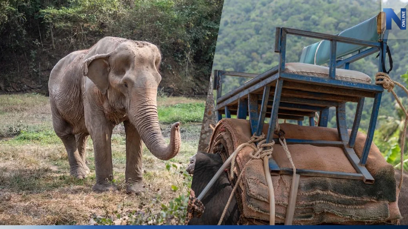 "วันช้างไทย" ปางช้างแม่แตงโต้เดือด นั่ง"แหย่ง"บนหลังช้าง ไม่ได้ทรมานสัตว์