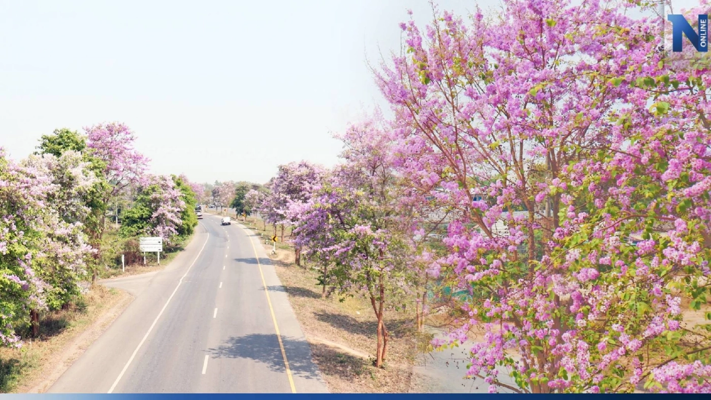 จุดเช็กอินใหม่!  “ถนนสายดอกตะแบก” สีชมพูสุดโรแมนติก บนถนนพหลโยธิน 