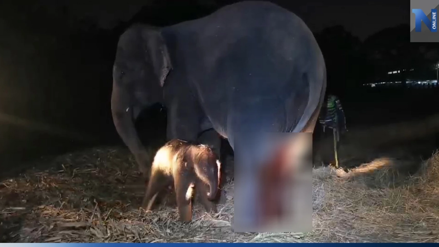 สุดปลื้ม วังช้างแลเพนียด ได้ลูกช้างใหม่ในคืน "มาฆบูชา"