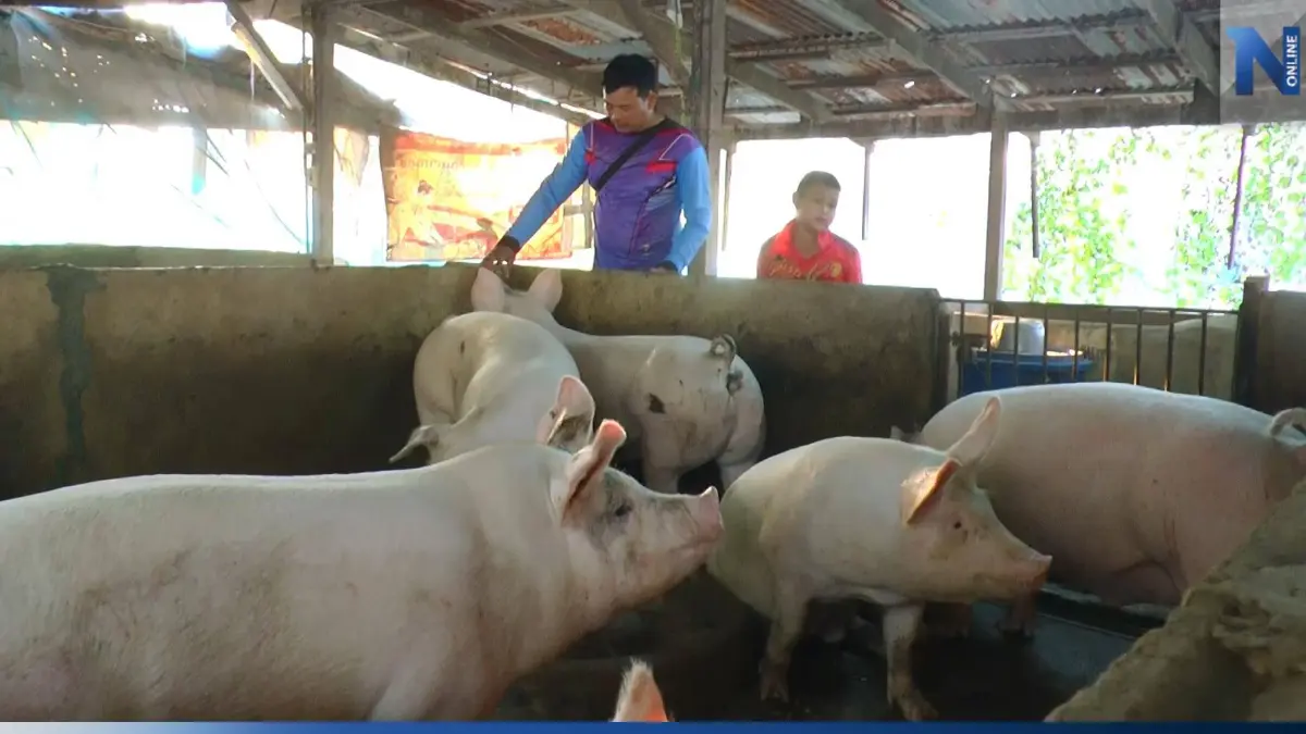 ราคาหมูตก ไม่กระทบ เกษตรกรแปดริ้ว เหตุนายทุนกินรวบ เกษตรกรตัวจริงเหลือน้อย