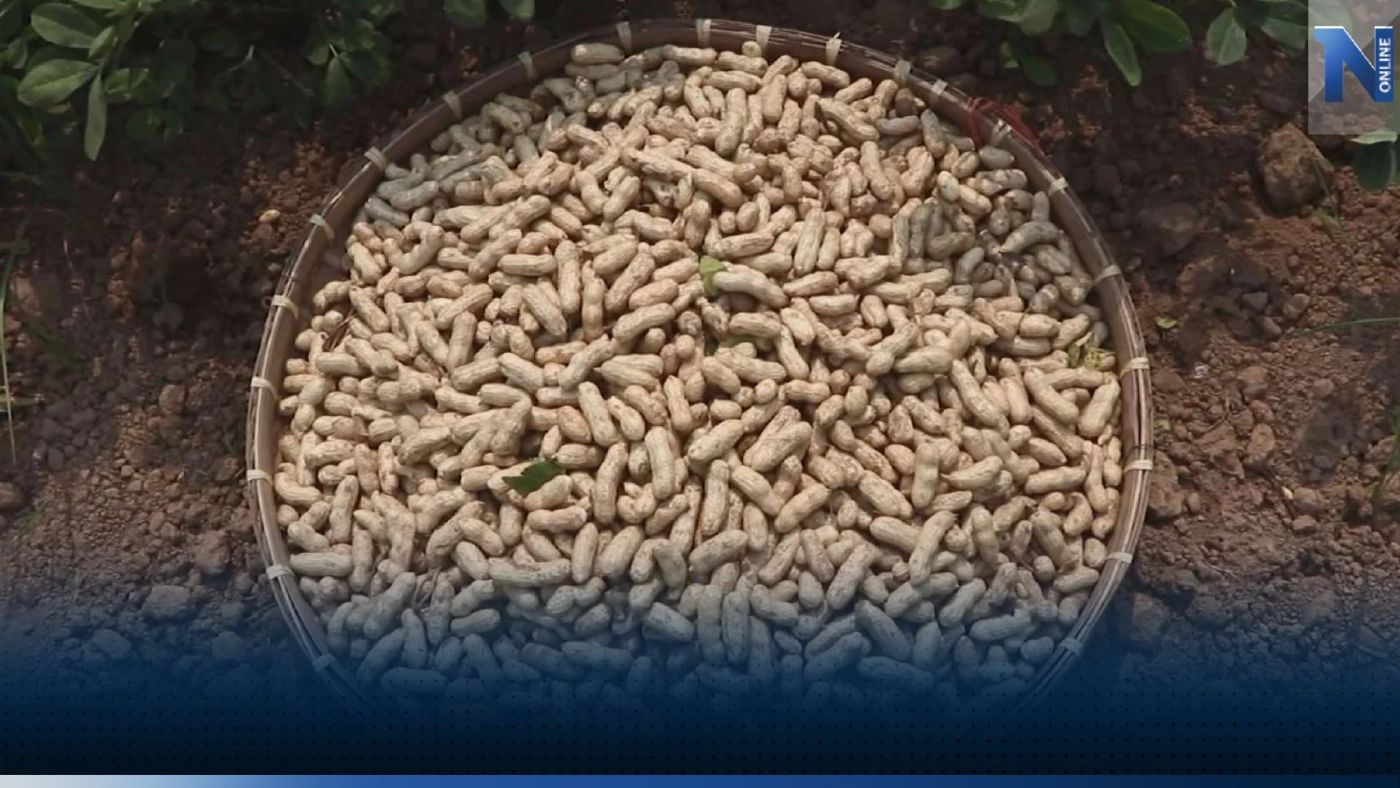 เกษตรกรปลูก 'ถั่วลิสง' ไร้น้ำ สร้างรายได้งามใช้เวลา 85 วัน