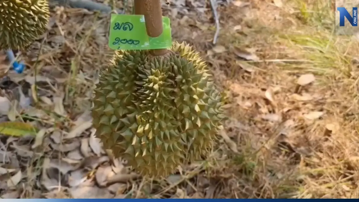ของดีต้องรีบ จองทั้งต้น ทุเรียนระยอง "พันธุ์กบชายน้ำ" แม้ราคาลูกละสองพัน ของดีต้องรีบ จองทั้งต้น ทุเรียนระยอง "พันธุ์กบชายน้ำ" แม้ราคาลูกละสองพัน