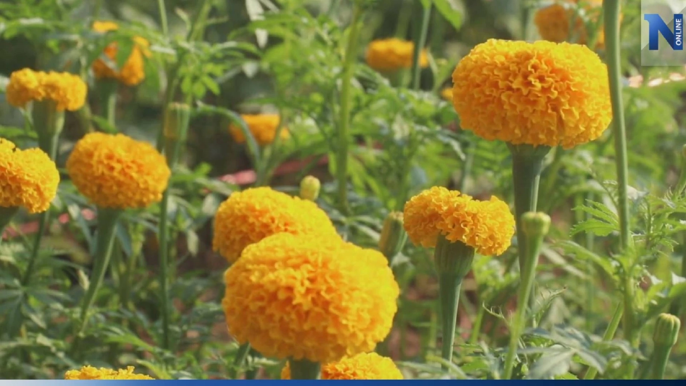 เกษตรกรพิจิตร ปลูก "ดอกดาวเรือง" ขาย สร้างรายได้ช่วงเลือกตั้ง