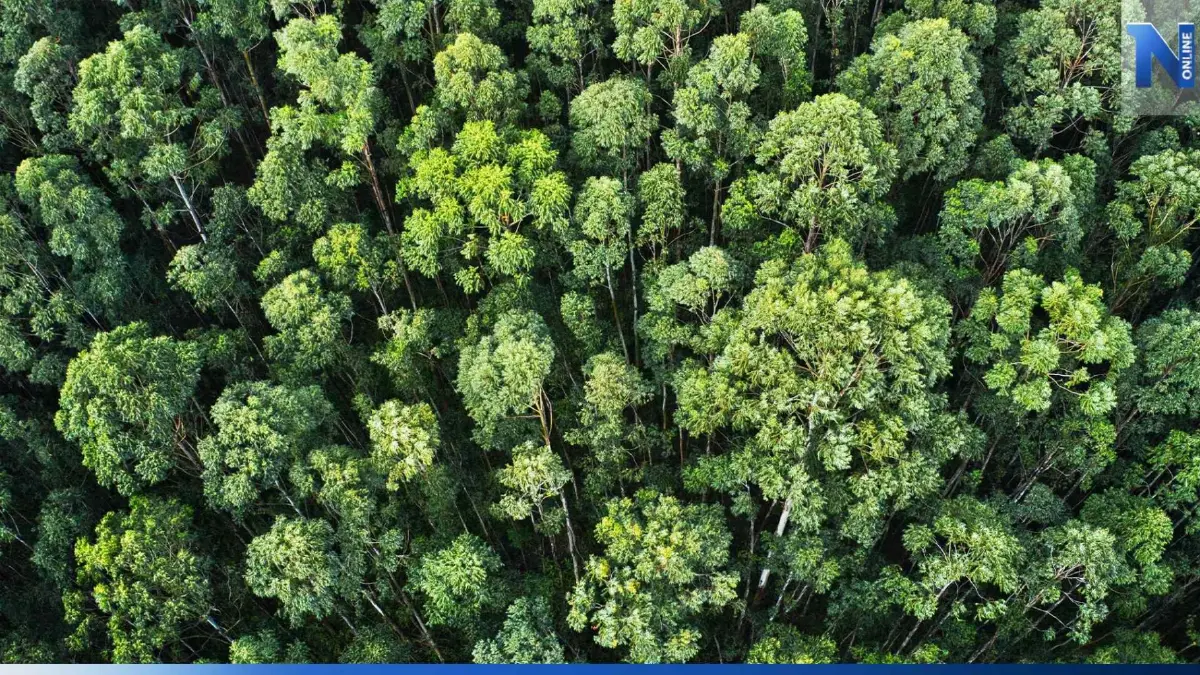 ชวนรู้จักวันป่าไม้โลก World Forestry Day ชวนรู้จักวันป่าไม้โลก World Forestry Day