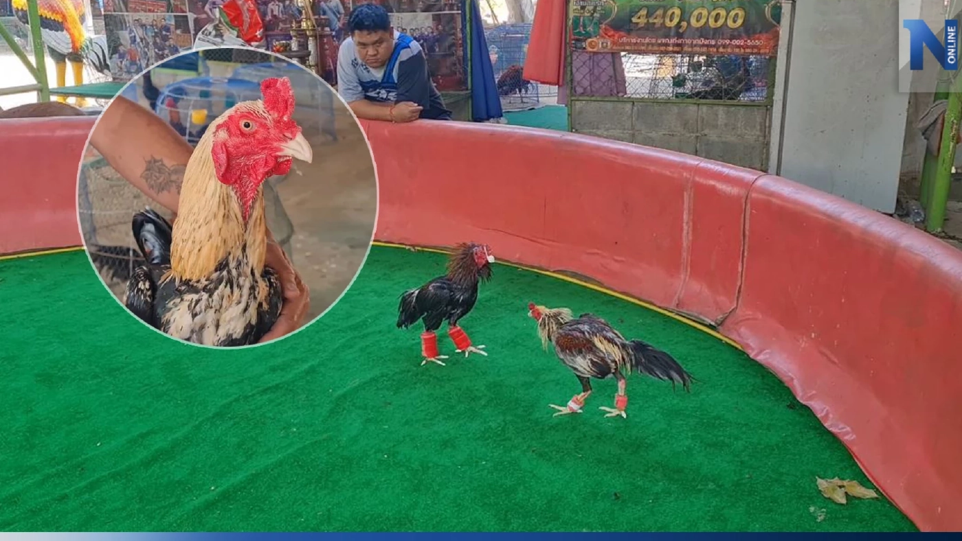 คนเลี้ยงไก่ชนโคราช มั่นใจเป็นซอฟต์พาวเวอร์ ระดับโลกได้