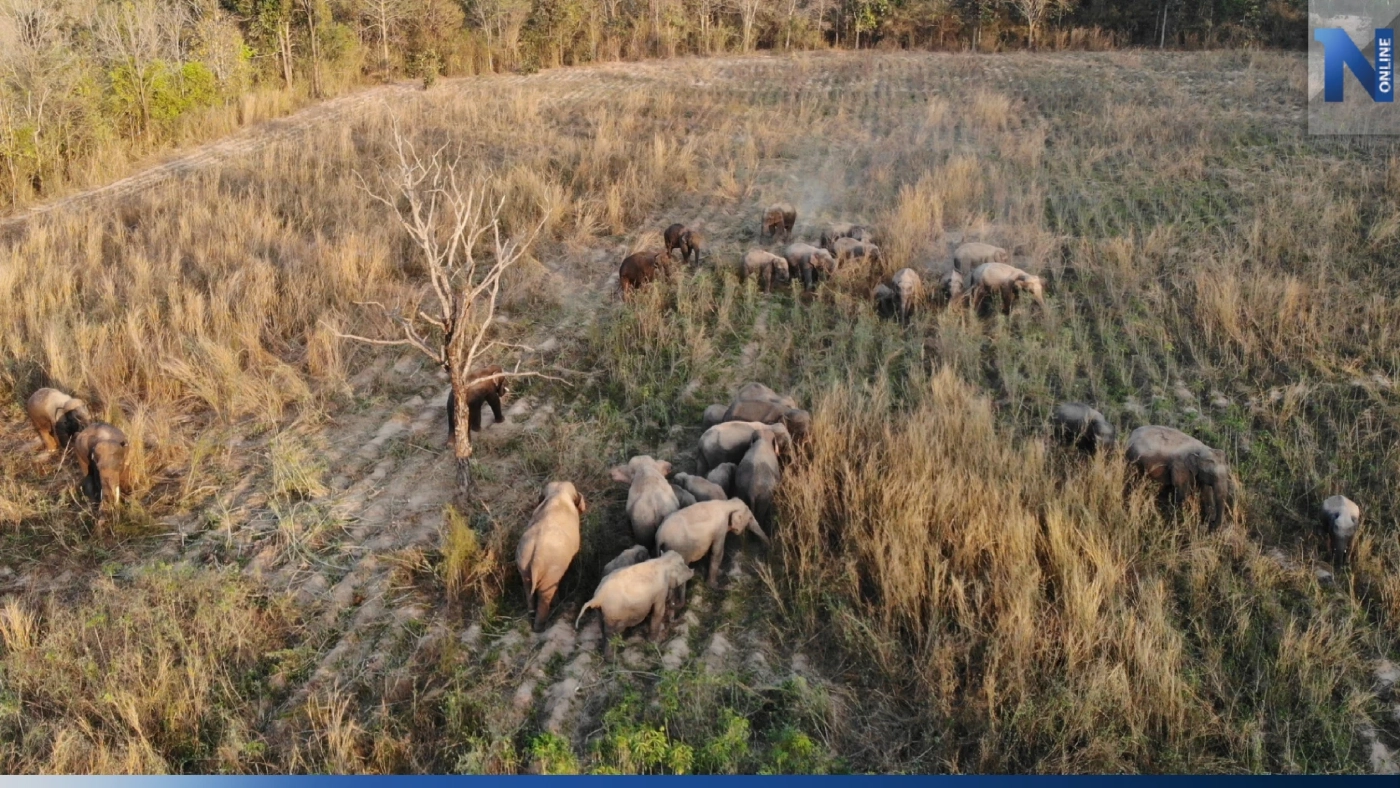 ชาวบ้านภูกระดึงทุกข์หนัก ช้างป่ารุกกินพืชผลเสียหายยับ ชาวบ้านภูกระดึงทุกข์หนัก ช้างป่ารุกกินพืชผลเสียหายยับ