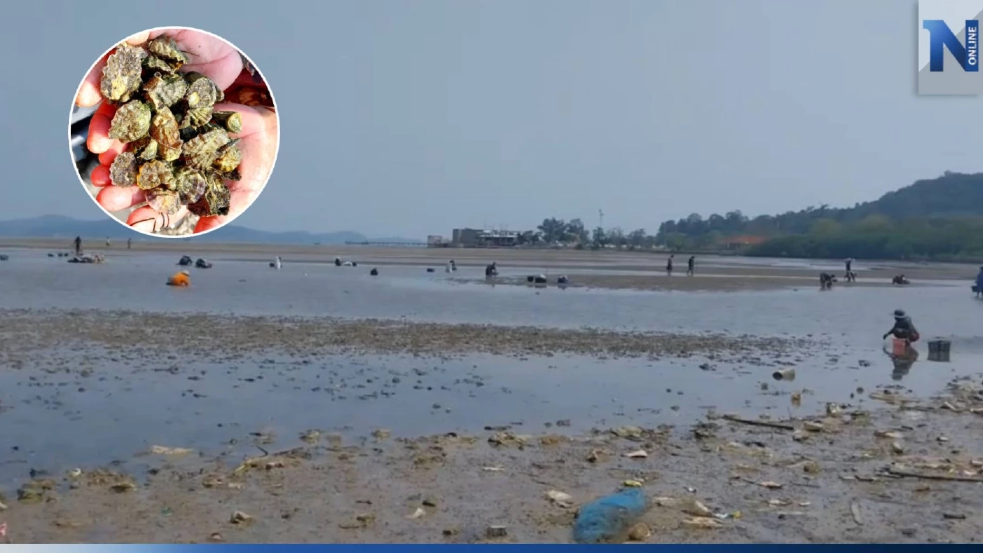 ชาวบ้านแห่เก็บหอยนางรม สร้างรายได้ หลังน้ำทะเลลง