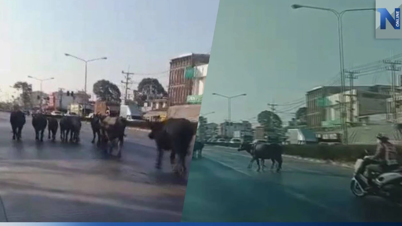 มายังไง? ควายหลุดถนน ตร.-กู้ภัย ช่วยกันไล่ต้อน เล่นเอาแตกตื่นทั้งคนทั้งควาย