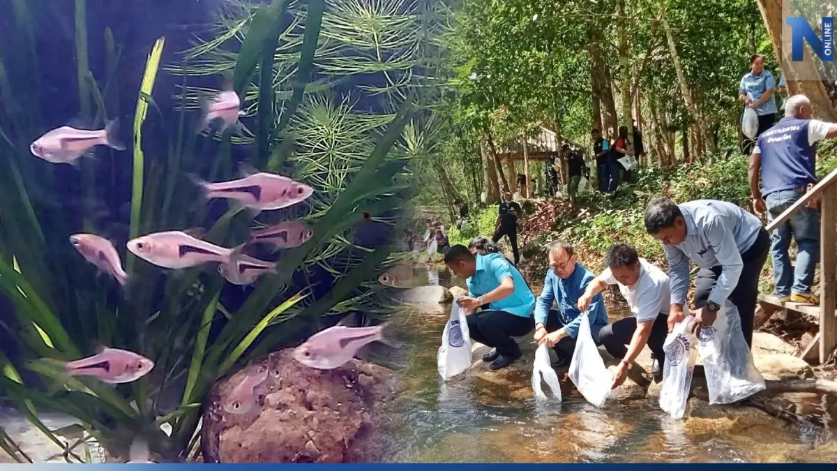 ตรังปล่อย "ปลาซิวข้างขวาน" หลังเพาะพันธุ์โดยวิธีเลียนแบบธรรมชาติสำเร็จ