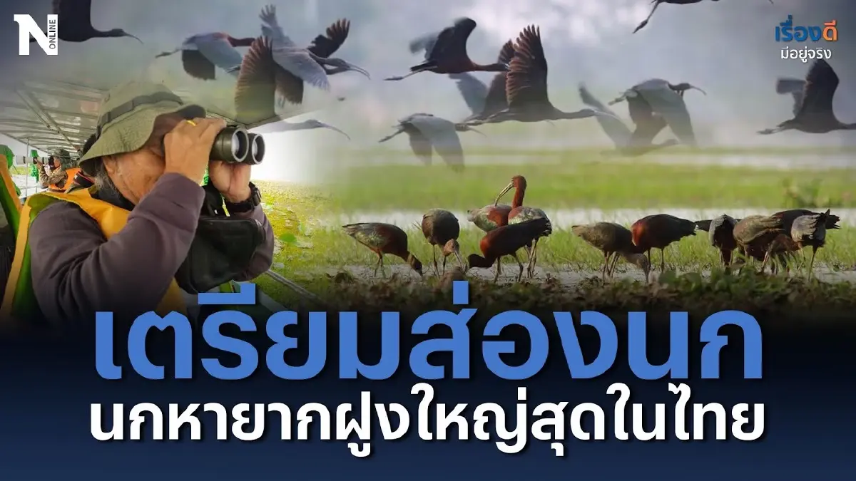 สุดอันซีน ! เตรียมส่องนก นกหายากฝูงใหญ่สุดในไทย สุดอันซีน ! เตรียมส่องนก นกหายากฝูงใหญ่สุดในไทย