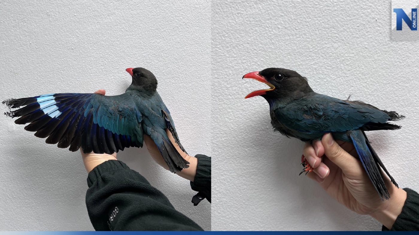 "นกตะขาบดง" บินผ่าน กทม. เจอฝุ่นพิษ PM 2.5 ปอดอักเสบ วูบตกจากท้องฟ้า