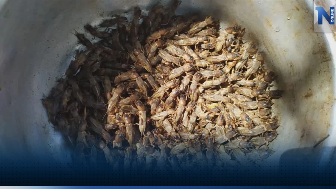 ใช้เครื่องเสียงล่อ 'แมงจีซอน' ราคาดี 200 บาท/กก.!