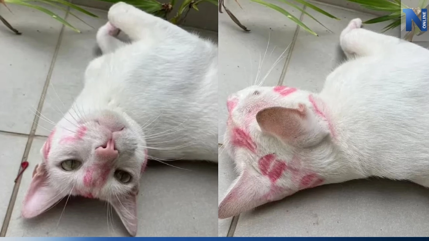 "แมวเจ้าเสน่ห์" ทำสาวหลงฝากรอยจุมพิต