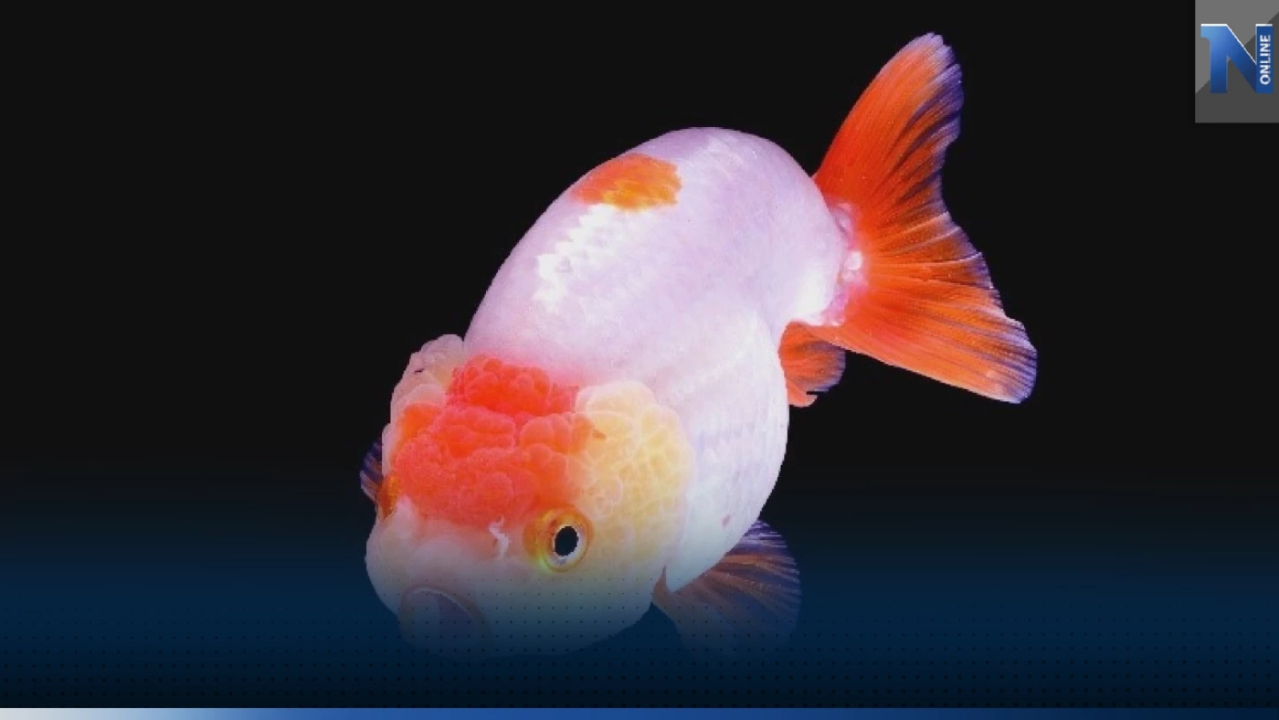 กรมประมงลุย 'แปลงใหญ่' ปลาสวยงามจังหวัดราชบุรี