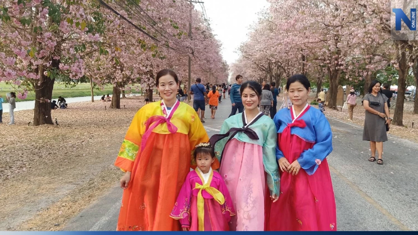 นทท. แห่ชมความงาม ดอกชมพูพันธุ์ทิพย์ บานสะพรั่ง ที่ ม.เกษตร กำแพงแสน